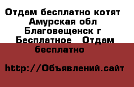 Отдам бесплатно котят - Амурская обл., Благовещенск г. Бесплатное » Отдам бесплатно   